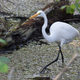 Illustration for article titled Six Mile Cypress Slough - Photos